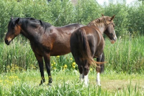 两匹红棕色骏马图片